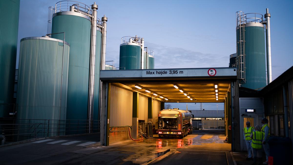 På Slagelse Mejeri får de 700.000 liter råmælk hver dag hele året. Når chaufføren ankommer, laver han eller hun en test af mælken for at sikre, at den ikke er sur eller indeholder antibiotika. Er der noget i vejen med mælken, bliver den kørt på Biogas. Hvis testen giver grønt lys, bliver mælken hældt på råmælkstankene på billedet.